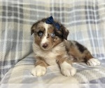 Small #5 Miniature Australian Shepherd