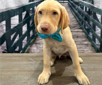 Small #2 Labrador Retriever