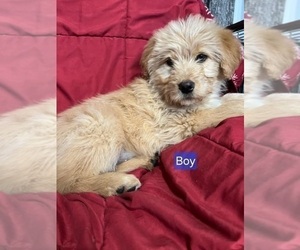 Australian Cattle Dog-Poodle (Standard) Mix Puppy for sale in NEW YORK MILLS, MN, USA