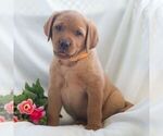 Small Photo #7 Labrador Retriever Puppy For Sale in GREEN PARK, PA, USA