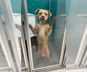 American Pit Bull Terrier Mix Dog for Adoption in Oklahoma City, Oklahoma USA