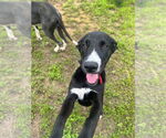 Small #9 Great Dane Mix