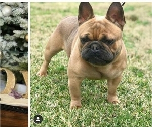 Father of the French Bulldog puppies born on 12/05/2019