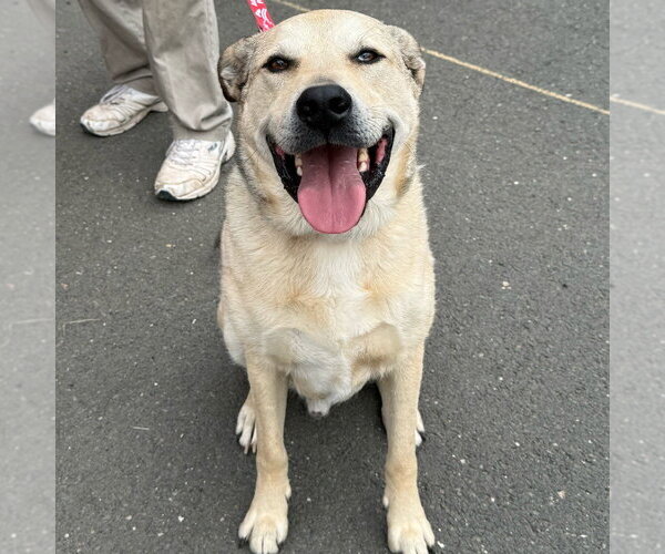 Medium Photo #30 Anatolian Shepherd-Unknown Mix Puppy For Sale in Canton, CT, USA