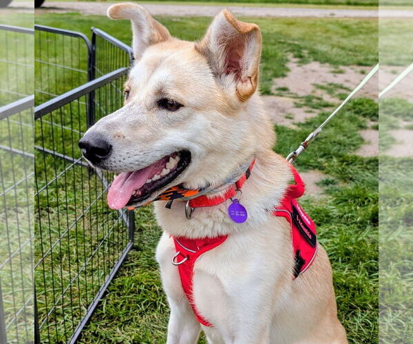 Medium Photo #5 Huskies -Unknown Mix Puppy For Sale in Fargo, ND, USA