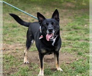 Waffles aka Mrs. WooWoo - Female Mutt Dog for Adoption - Photo #3
