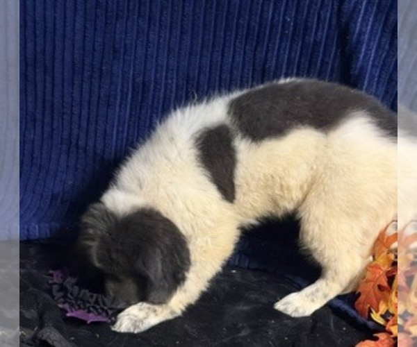 Medium Photo #29 Newfoundland Puppy For Sale in AURORA, IN, USA