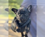 Small #4 French Bulldog