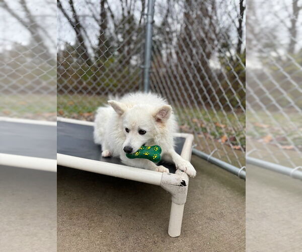 Medium Photo #3 Pomeranian-Unknown Mix Puppy For Sale in Muskegon, MI, USA