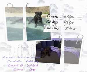 Mutt Dogs for adoption in Jacksonville, NC, USA