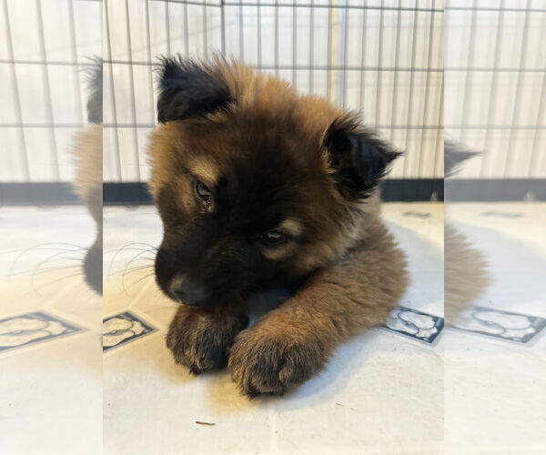 Medium Photo #21 German Shepherd Dog Puppy For Sale in Seattle, WA, USA