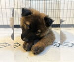 Small #20 German Shepherd Dog