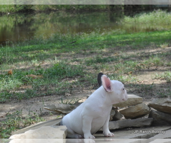Medium Photo #12 French Bulldog Puppy For Sale in ROYSE CITY, TX, USA