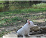 Small Photo #12 French Bulldog Puppy For Sale in ROYSE CITY, TX, USA