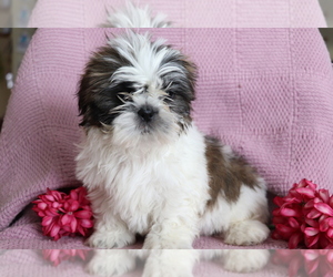Shih Tzu Puppy for sale in SHILOH, OH, USA