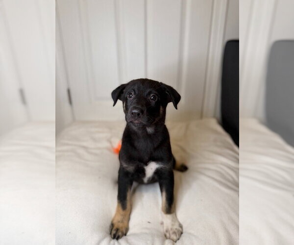 Medium Photo #2 German Shepherd Dog Puppy For Sale in Minneapolis, MN, USA