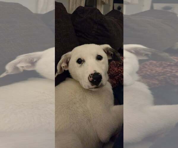 Medium Photo #3 Great Pyrenees-Unknown Mix Puppy For Sale in pomfret, CT, USA