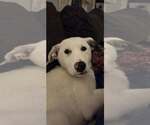 Small #2 Great Pyrenees Mix