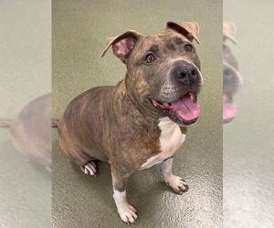 Medium American Staffordshire Terrier