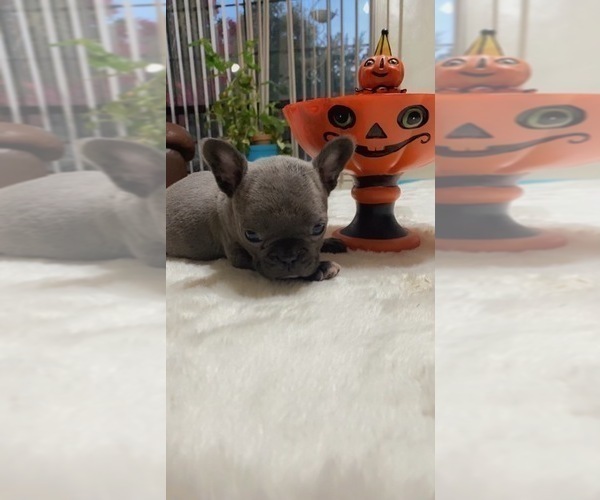 Medium Photo #6 French Bulldog Puppy For Sale in ATWATER, CA, USA