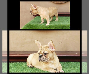 Medium French Bulldog