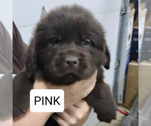 Newfoundland Puppy for sale in BERESFORD, SD, USA
