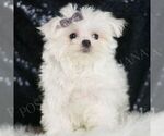 Small #5 Maltese