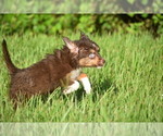 Small #6 Miniature Australian Shepherd