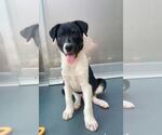 Small Photo #2 Mutt Puppy For Sale in Elmsford, NY, USA