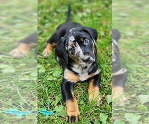 Catahoula Leopard Dog Puppy for sale in MORAN, MI, USA