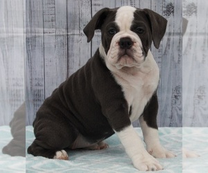 Olde English Bulldogge Puppy for sale in FREDERICKSBURG, OH, USA