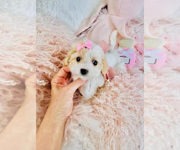 Medium Photo #1 Cav-A-Malt Puppy For Sale in WEST PALM BEACH, FL, USA