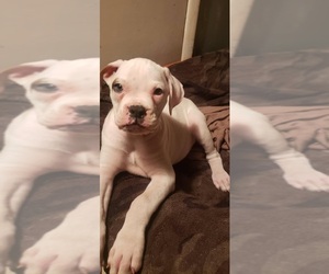 Boxer Puppy for sale in HIGHLAND LAKES, NJ, USA