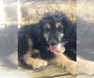 Aussiedoodle-Border Collie Mix Puppy for sale in MARSHALL, NC, USA