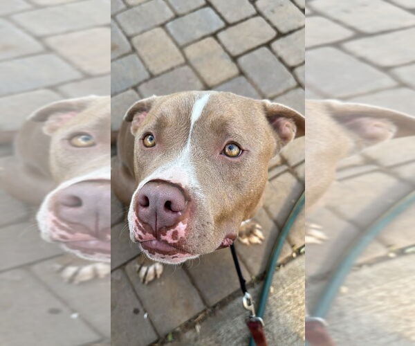Medium Photo #5 American Staffordshire Terrier-Unknown Mix Puppy For Sale in Lake Forest, CA, USA