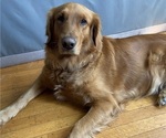 Small Photo #1 Golden Retriever Puppy For Sale in PORTAGE, WI, USA