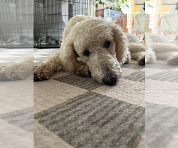 Medium Photo #2 Poodle (Standard)-Unknown Mix Puppy For Sale in Brooklyn, NY, USA