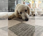 Small #1 Poodle (Standard) Mix