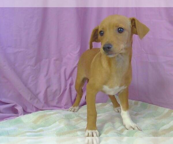 Medium Photo #1 Chihuahua Puppy For Sale in Sacramento, CA, USA