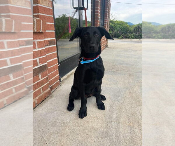 Medium Photo #3 Mutt Puppy For Sale in Candler, NC, USA