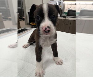 American Pit Bull Terrier Dogs for adoption in Baytown, TX, USA