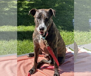 Mutt Dogs for adoption in Woodbury, NY, USA