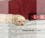 Small Photo #8 Labrador Retriever Puppy For Sale in INVERNESS, FL, USA