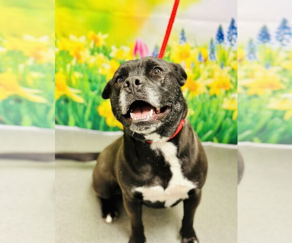 Medium Photo #2 Mutt Puppy For Sale in Jackson , NJ, USA