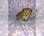 Small #1 Morkie