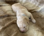 Puppy 2 Labrador Retriever
