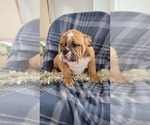 Small Photo #1 English Bulldog Puppy For Sale in COLBY, WI, USA