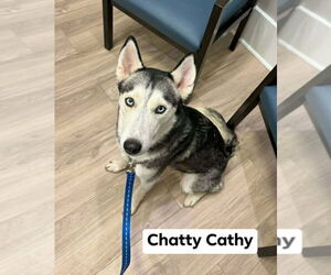 Siberian Husky Dogs for adoption in Richmond, IN, USA