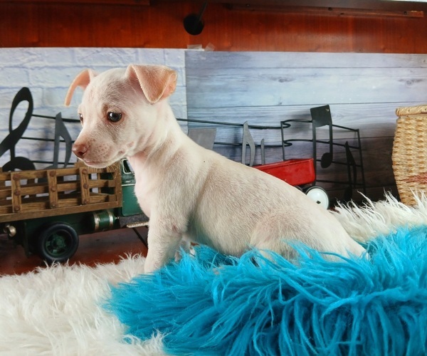 Medium Photo #2 Chihuahua Puppy For Sale in CARTHAGE, TX, USA