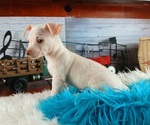 Small #1 Chihuahua